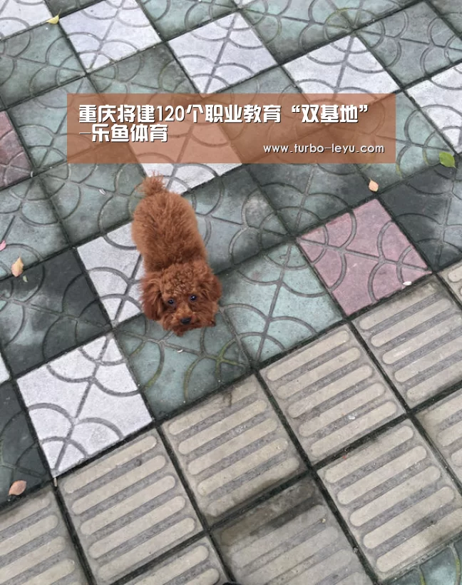 乐鱼
