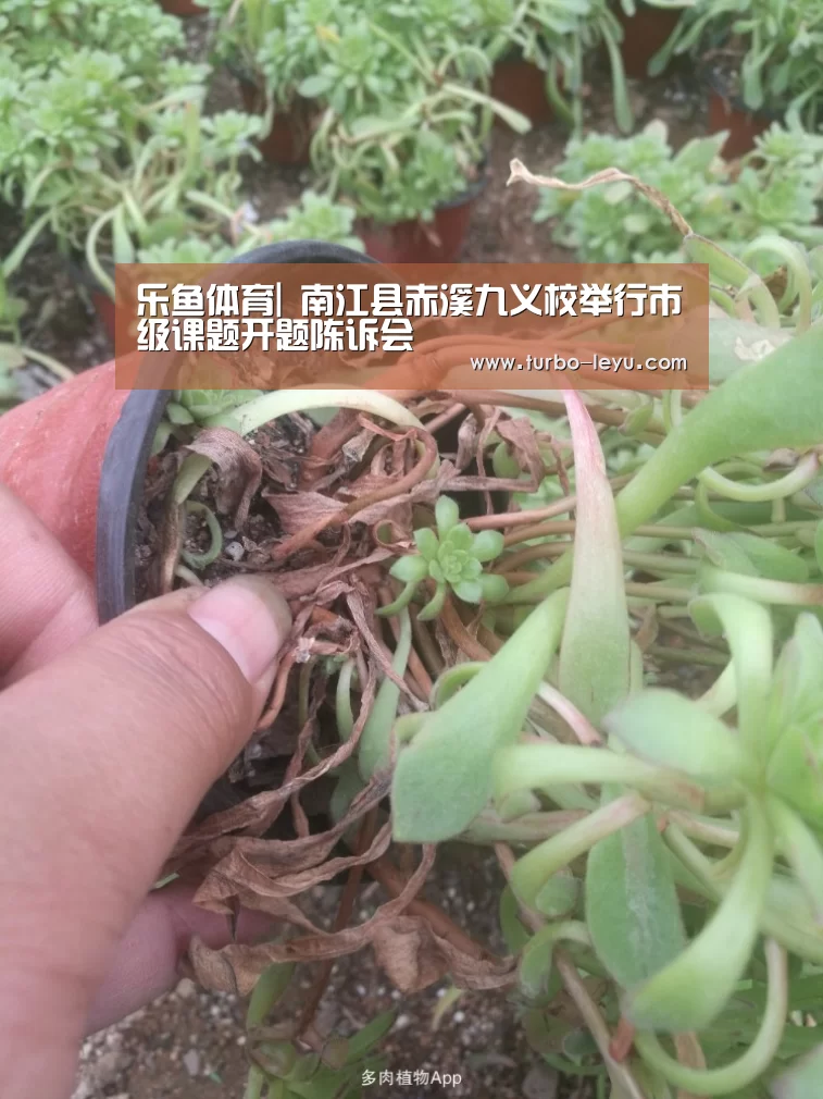 乐鱼体育|
南江县赤溪九义校举行市级课题开题陈诉会